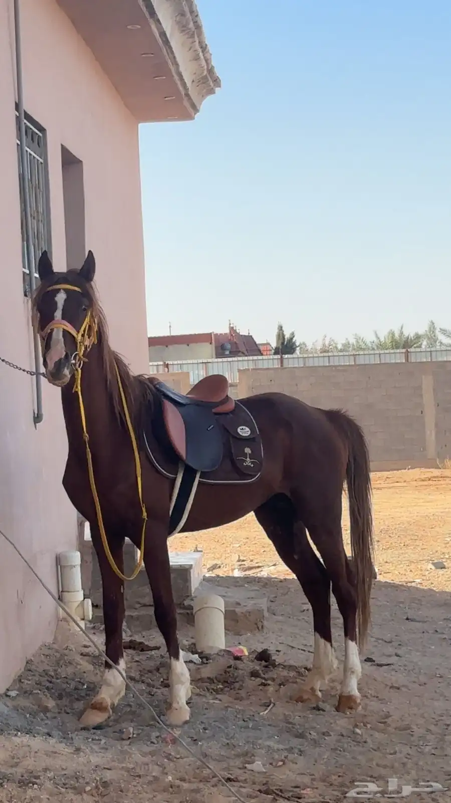 حصان شعبتي 2