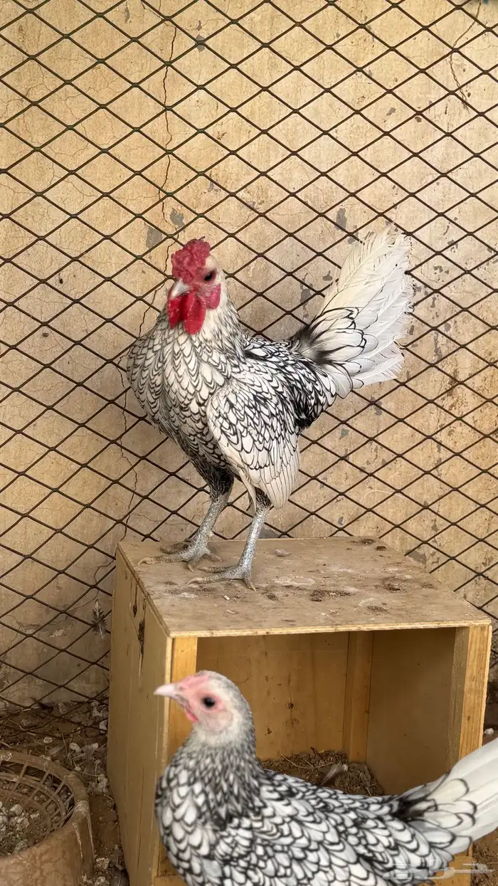 ديك و دجاجه سبرايت شبابي ( تم البيع ) 3