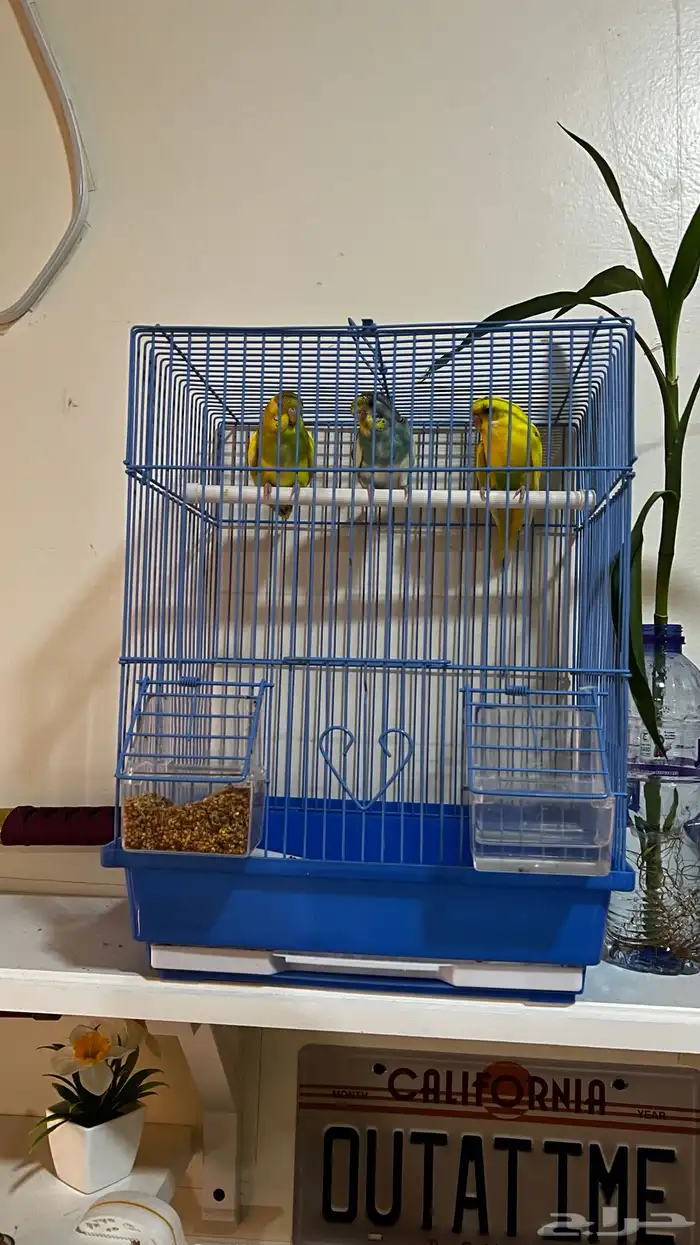 طيور بادجي للبيع 1