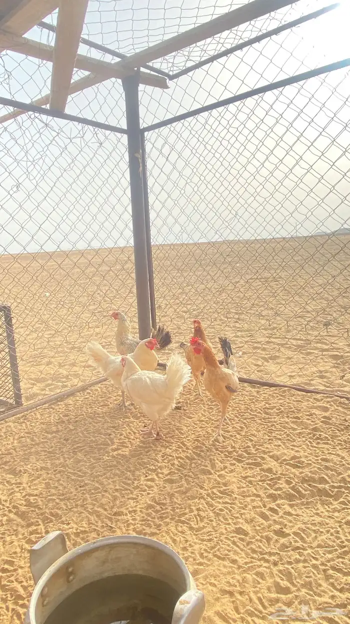 دجاج بلدي 1