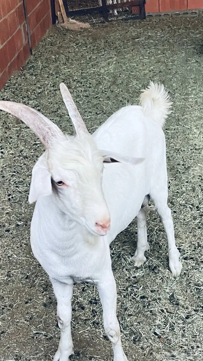 تيوس صنف سانين سويسريه 1