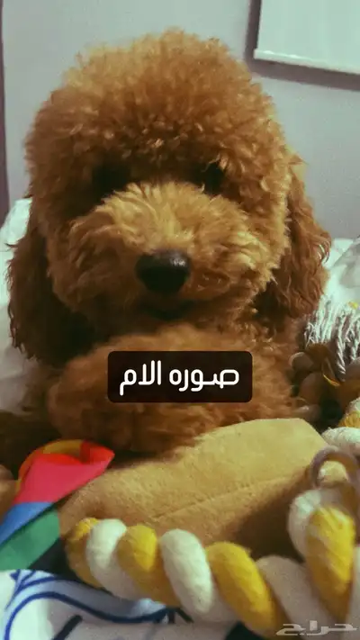 توي بودل انتاج عالي الجوده الرياض 6500 ريال 1