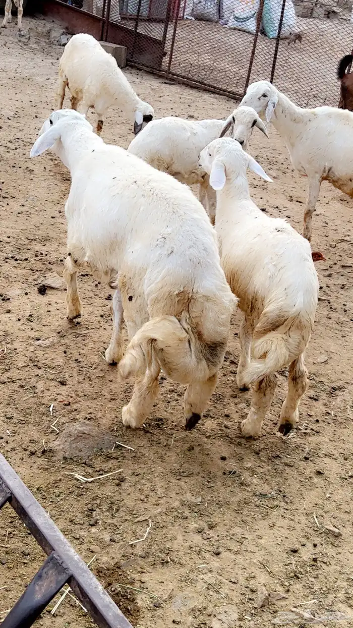 تيوس وطليان 2