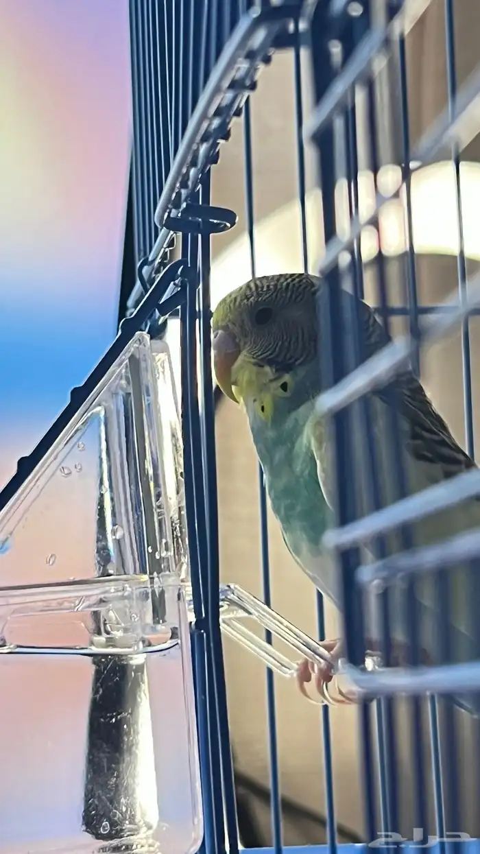 طيور بادجي للبيع 4