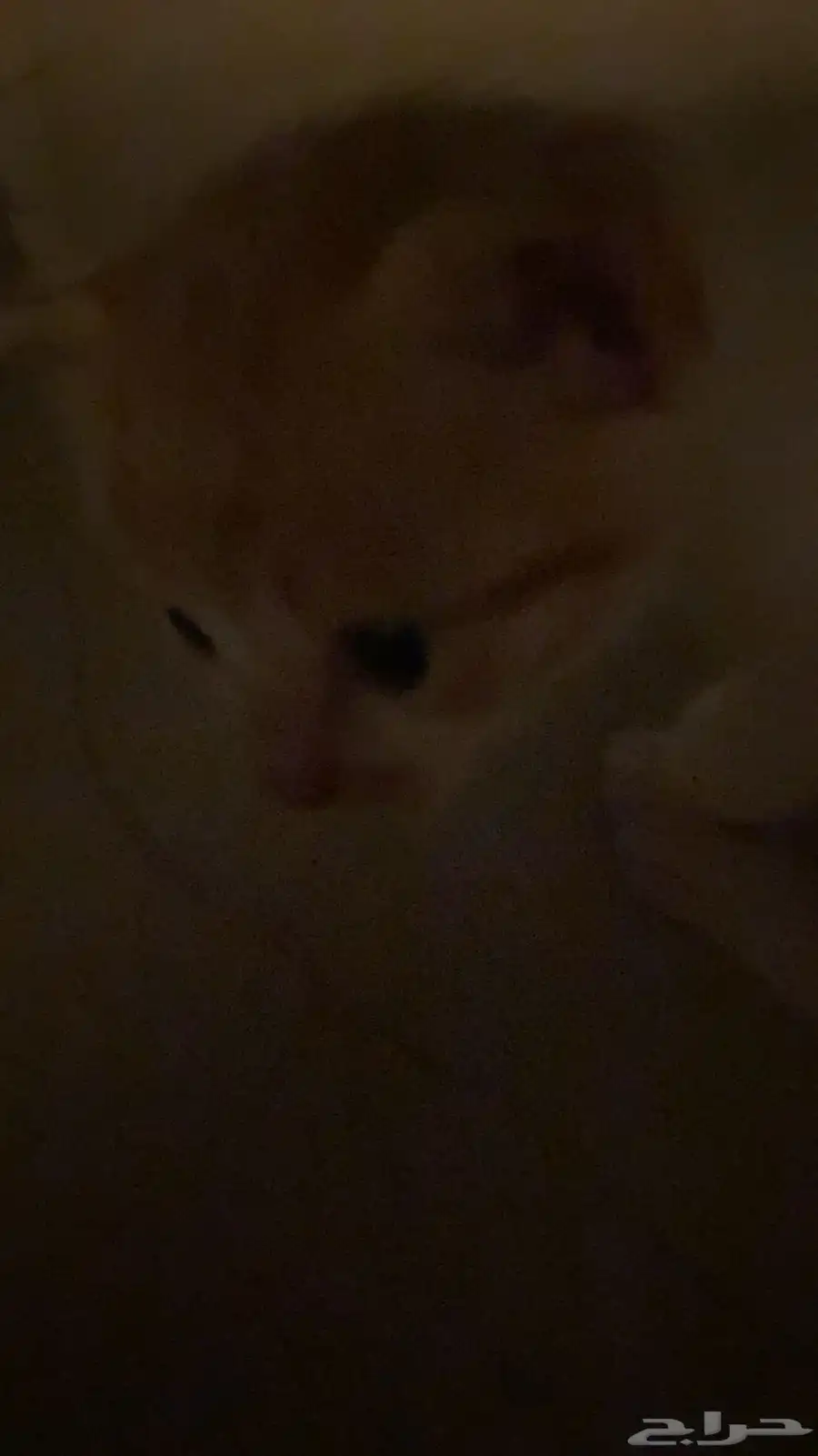 قطاوه 3