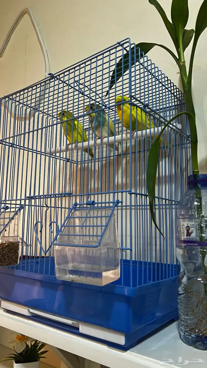 طيور بادجي للبيع 2