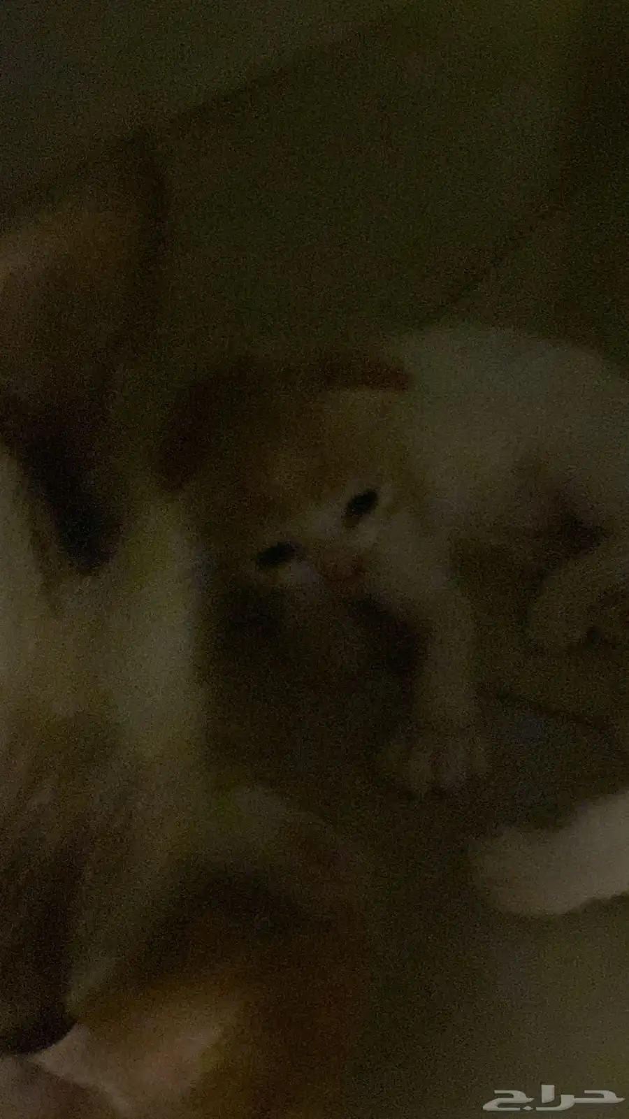 قطاوه 2