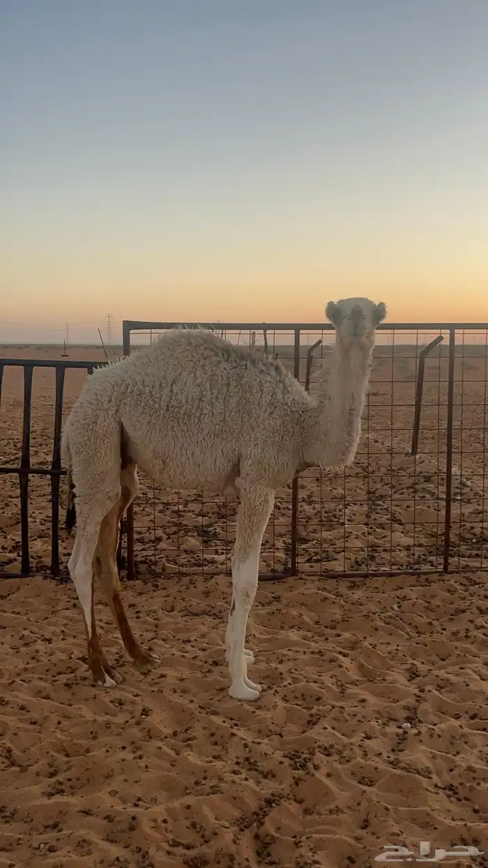 للبيع 4