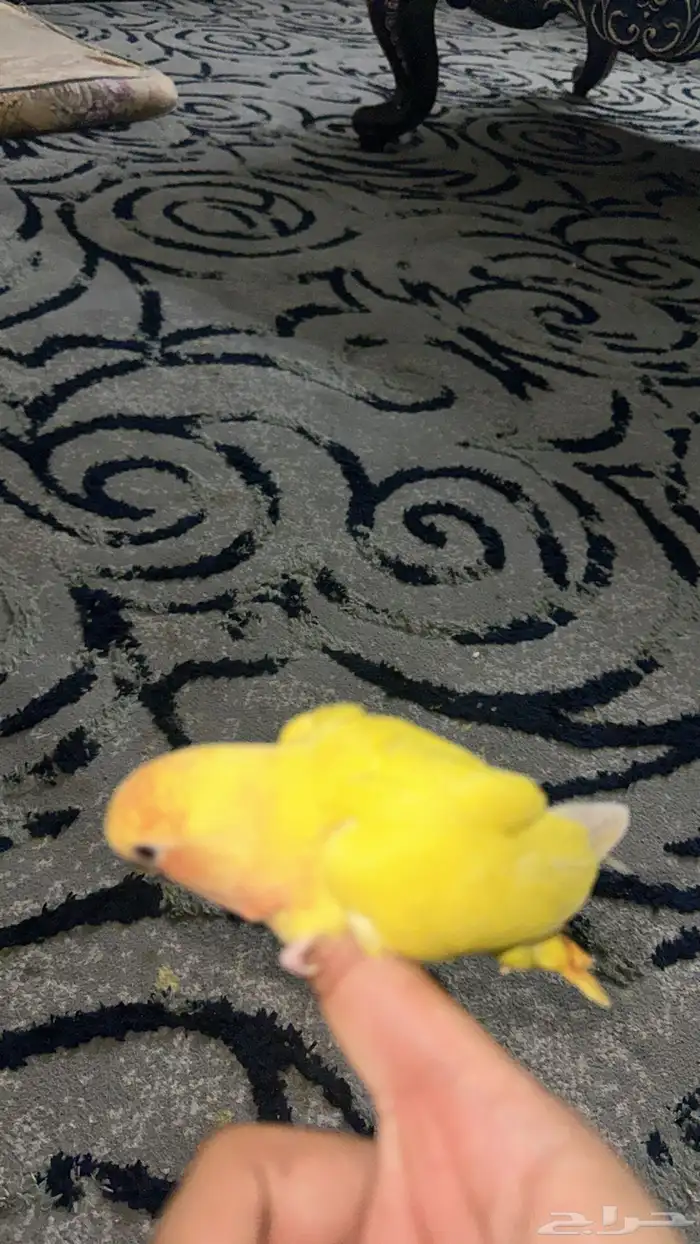 تم البيع الله يبارك له 1