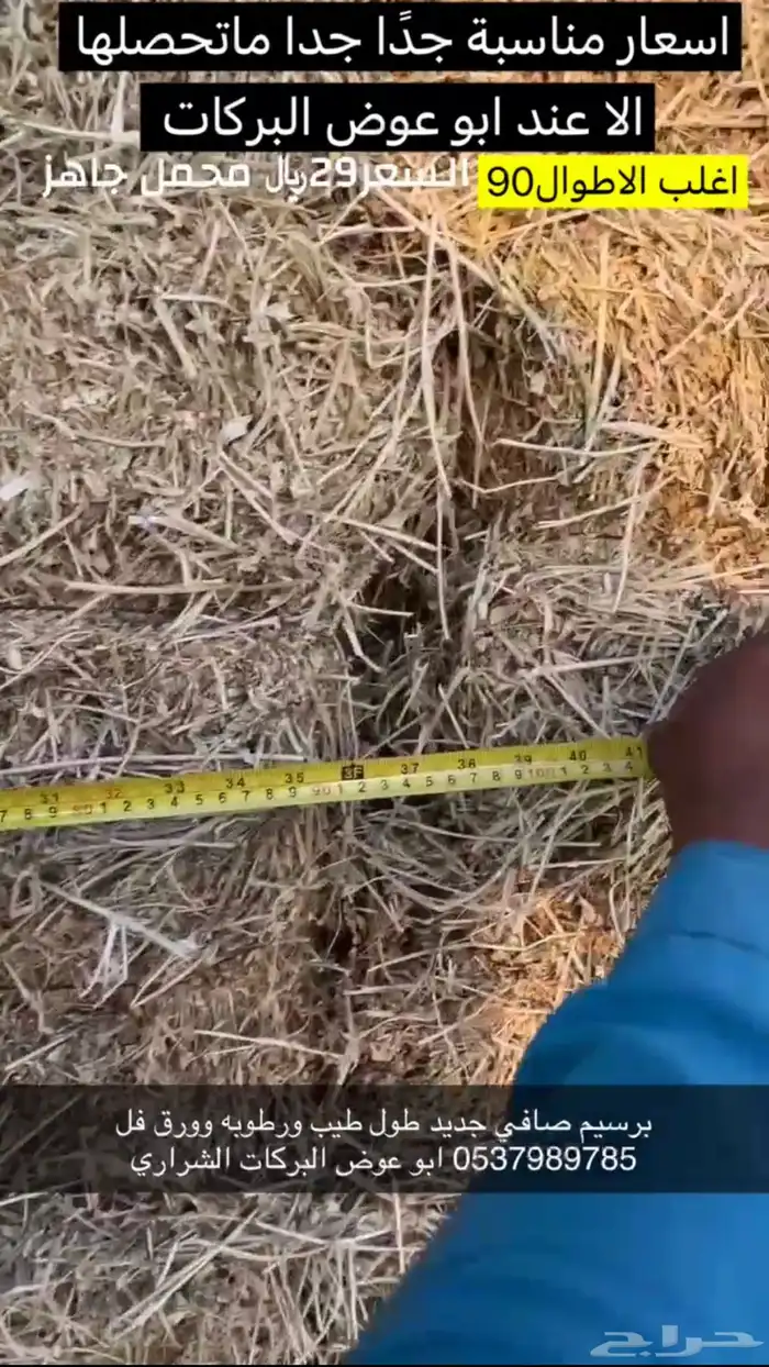 علف برسيم شط طيب الموقع الجوف طبرجل 5