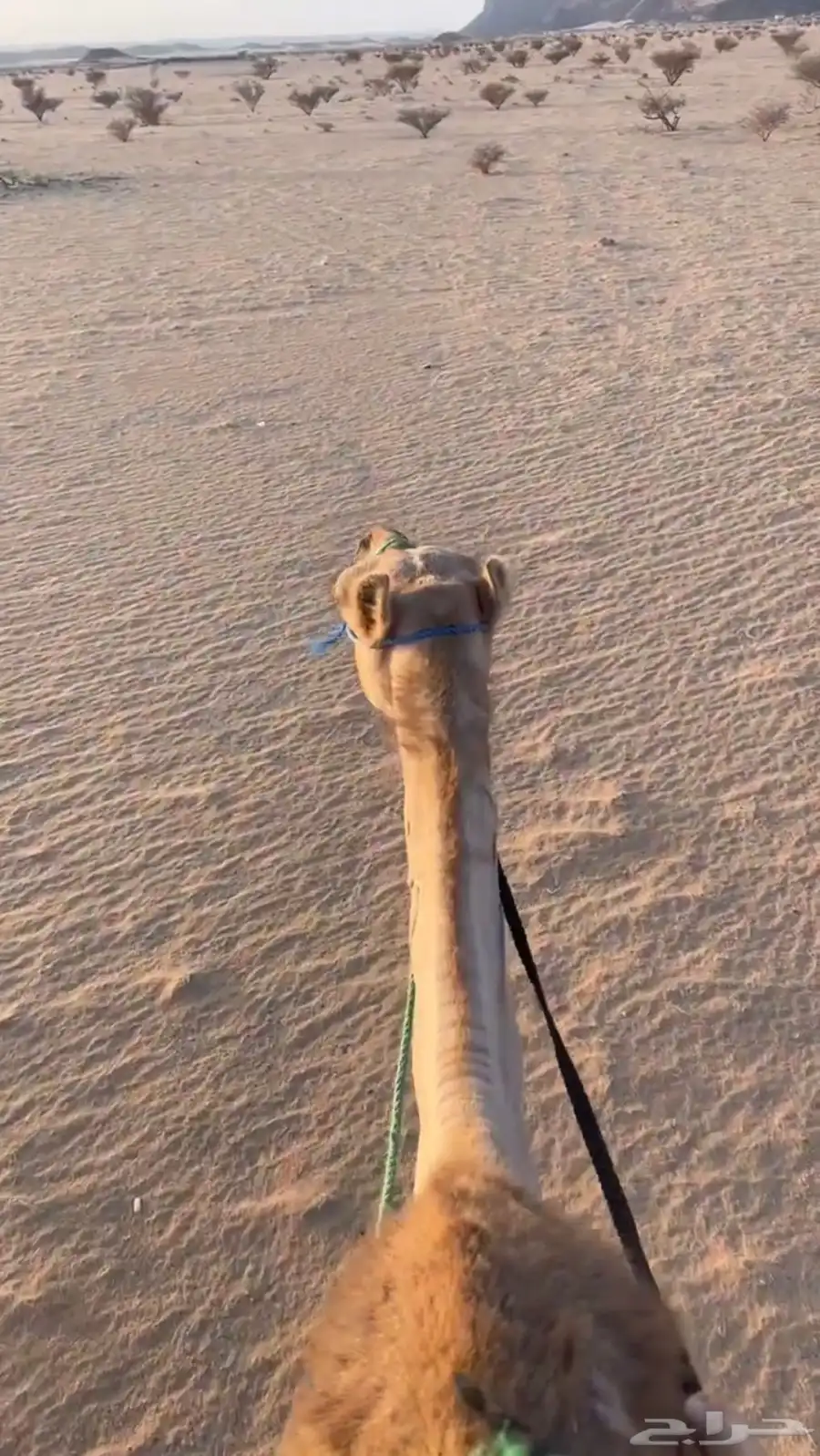 ناقه ذلول رحول للبيع طوع 0
