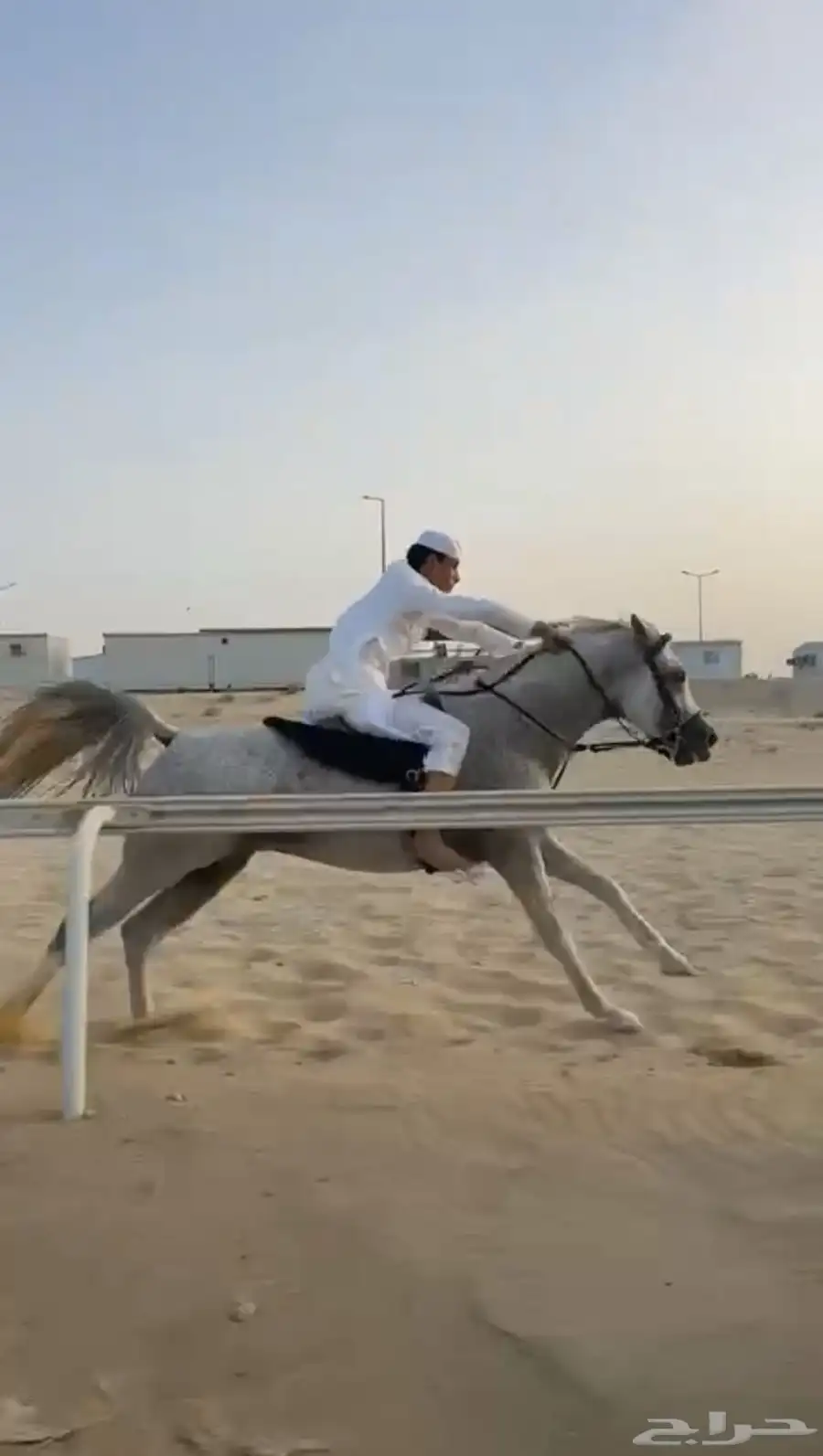 حصان شعبي 3