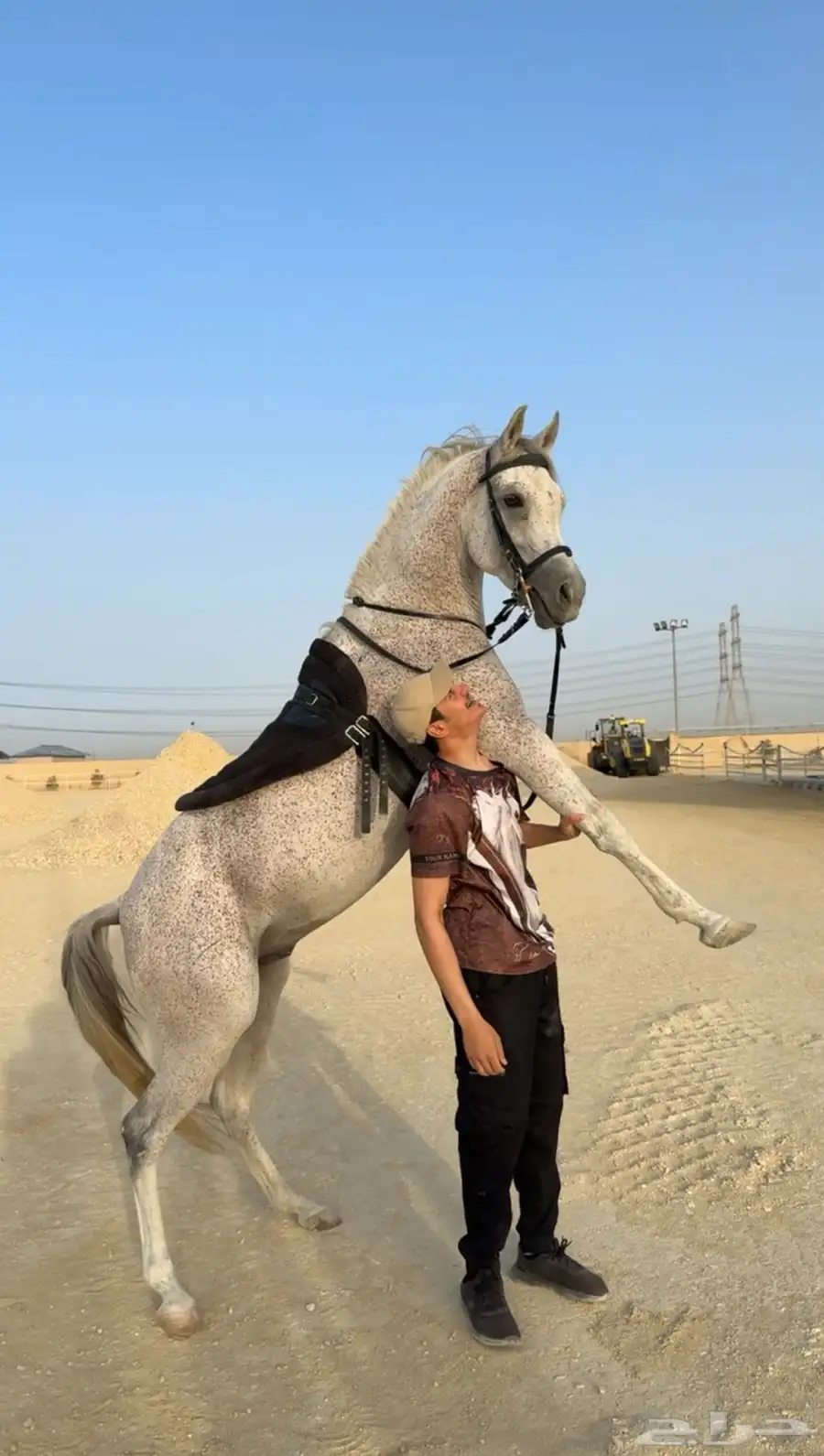 حصان شعبي 4