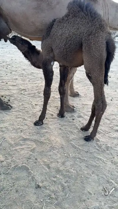 ناقه صفرا خلفه كفو ( تممم البيييع ). 8
