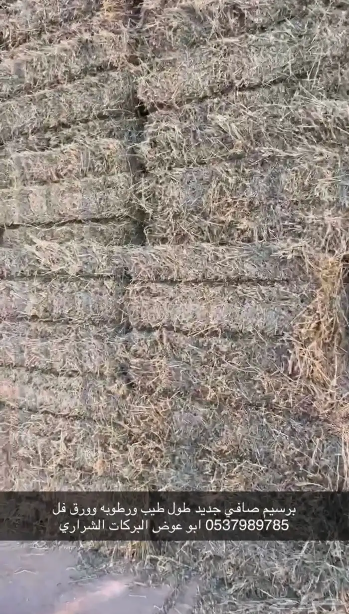 علف برسيم شط طيب الموقع الجوف طبرجل 14