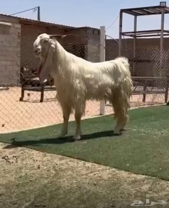 تيس ابيض مشرووك فاااخر 0