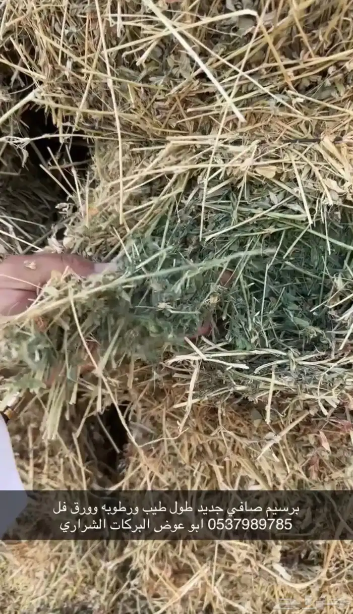 علف برسيم شط طيب الموقع الجوف طبرجل 13