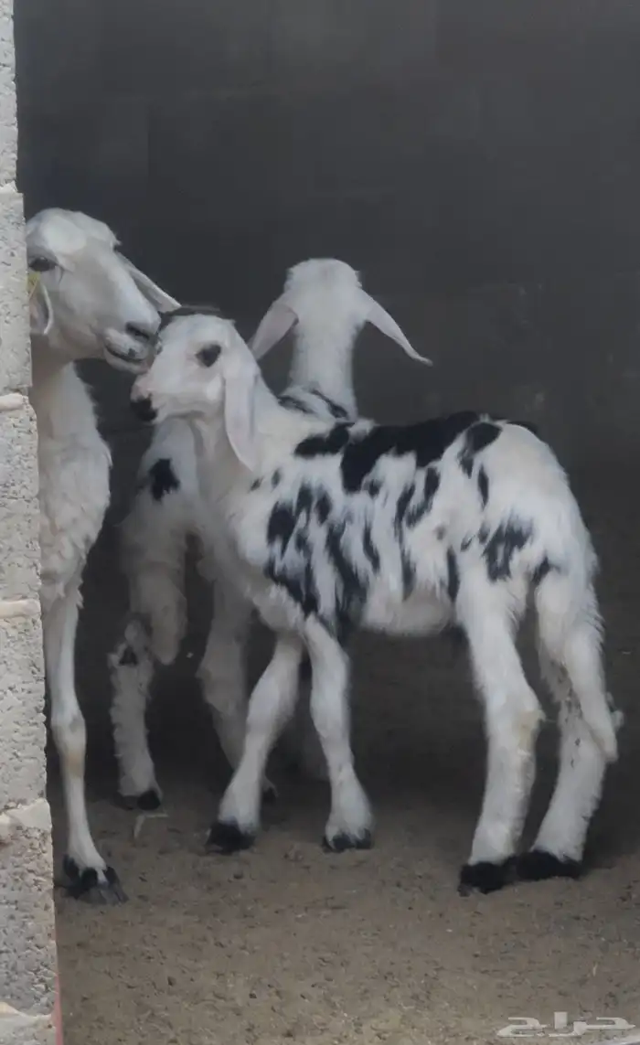 نعجة رباع 4