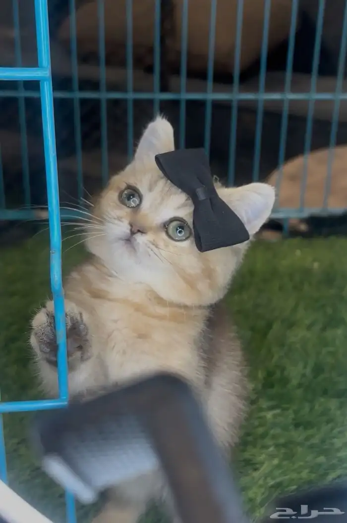 للبيع سكوتش فولد بيور 1