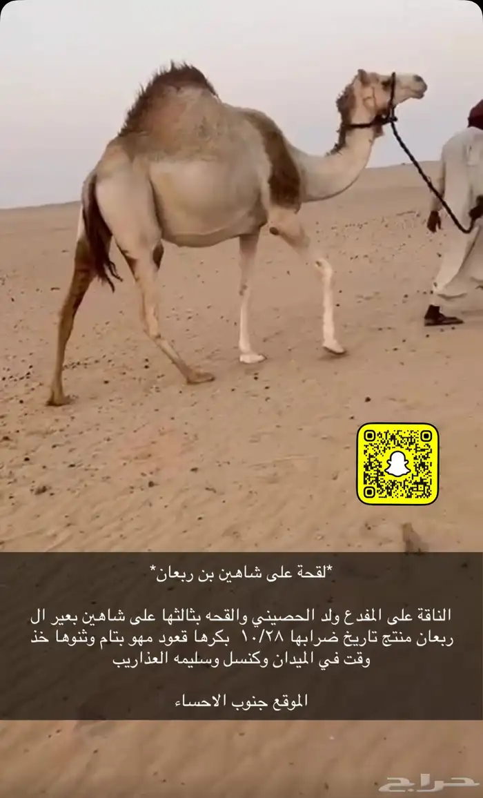لقحه اصيل هجن( تم البيع) 0