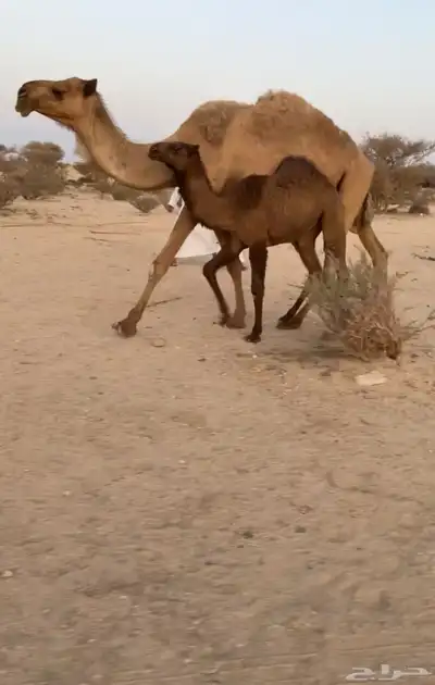 ناقه صفرا خلفه كفو ( تممم البيييع ). 7