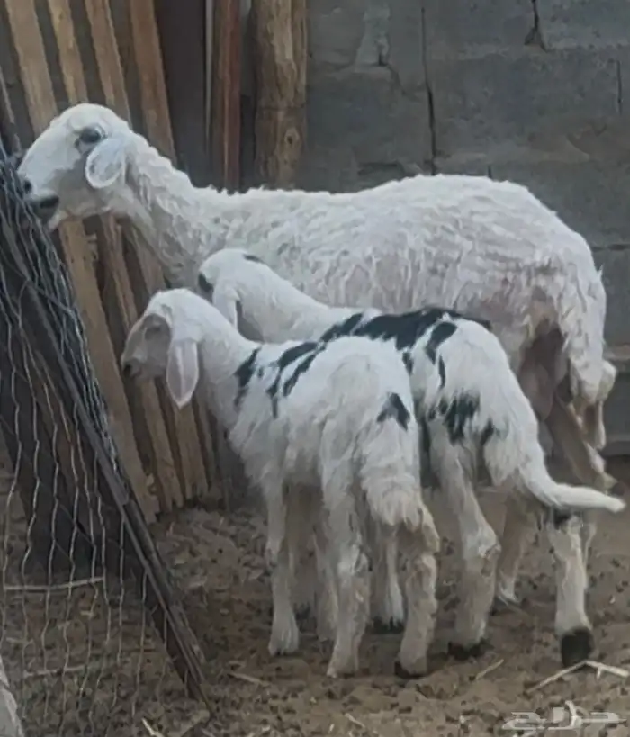 نعجة رباع 5