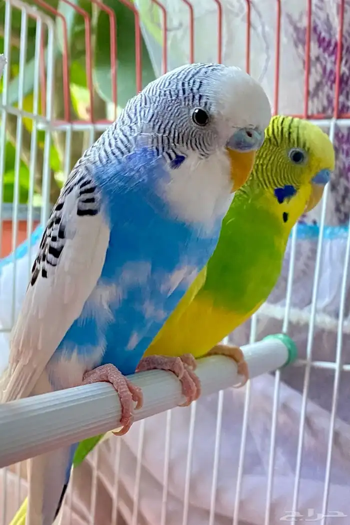 طيور بادجي للبيع 0