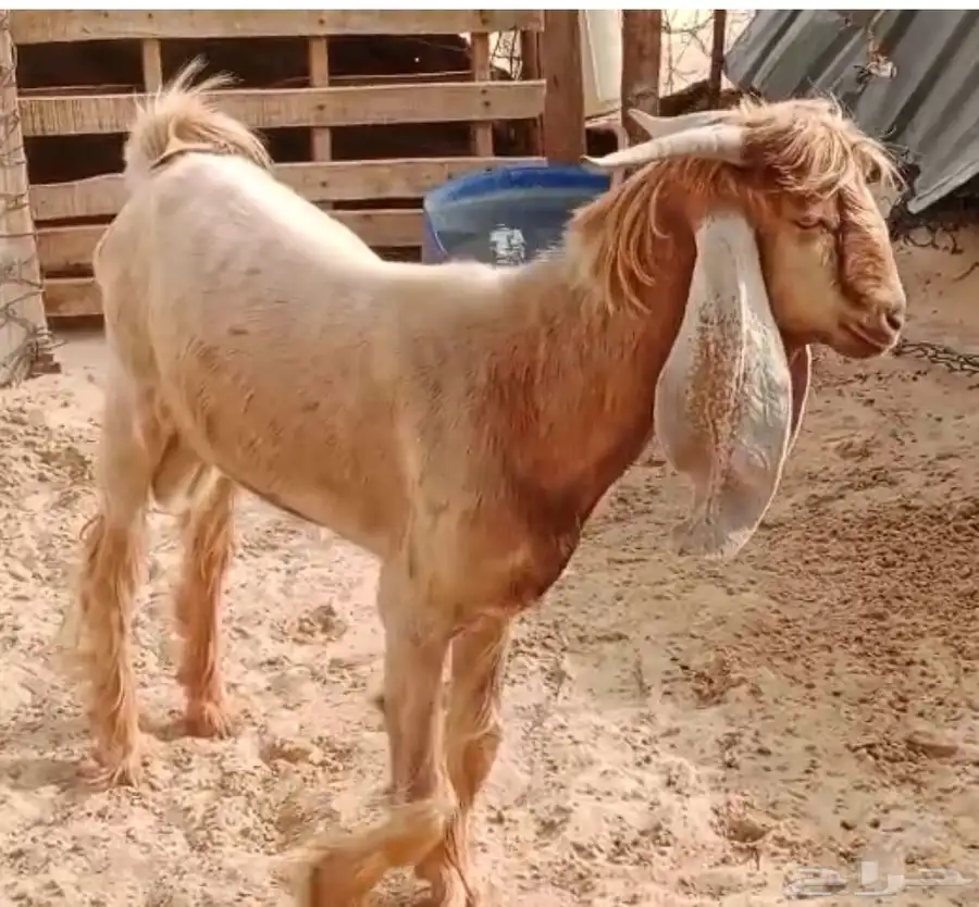 جذع عارضي 2