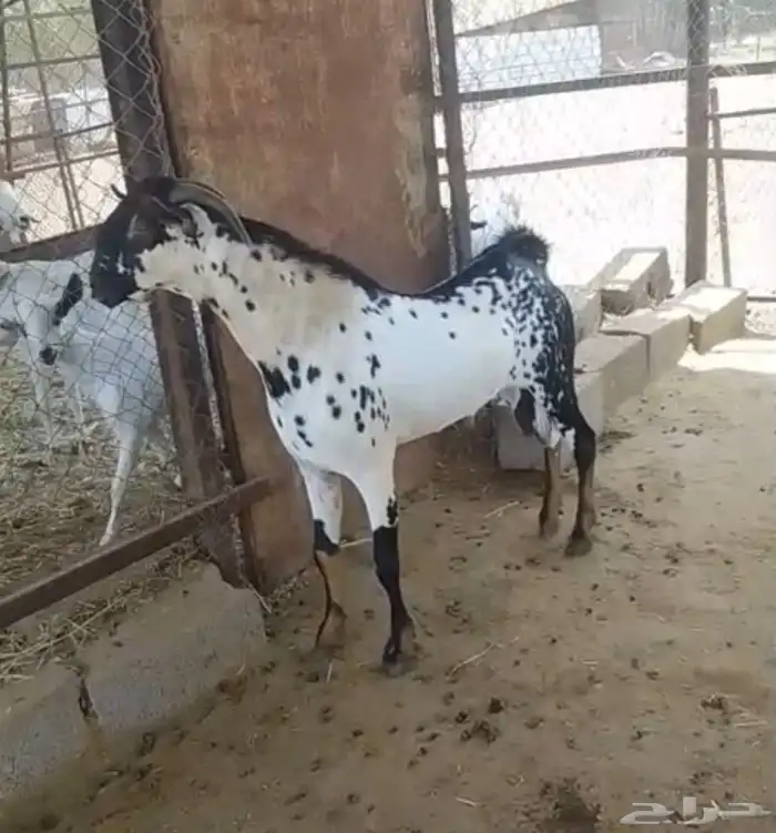 فحل بيشي امرخ حار 5