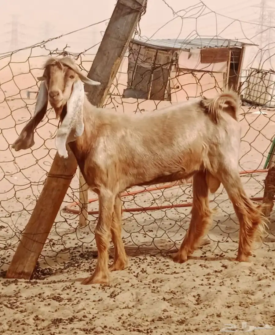 جذع عارضي 3