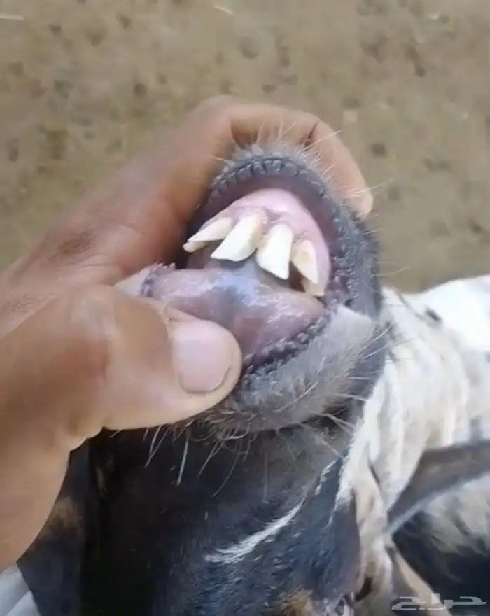 فحل بيشي امرخ حار 9