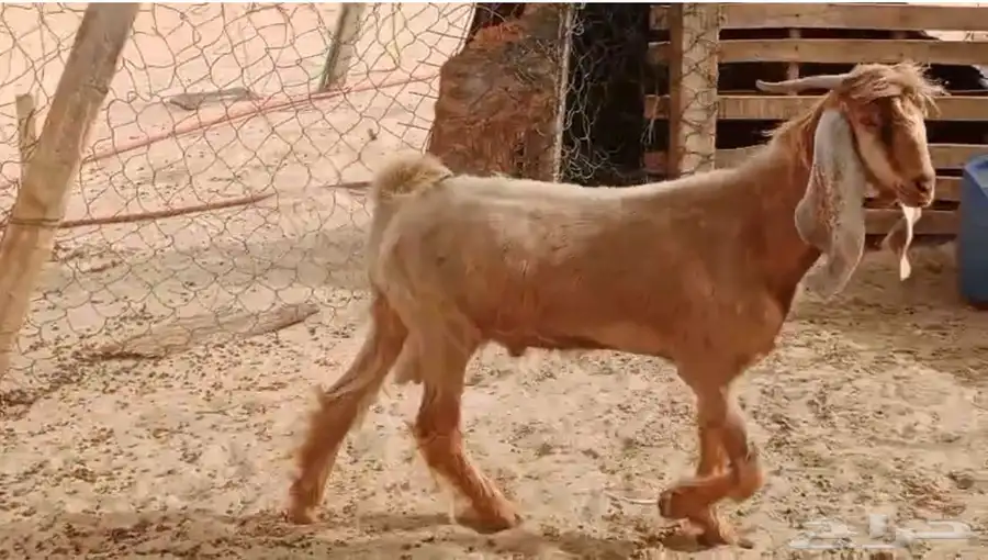 جذع عارضي 1