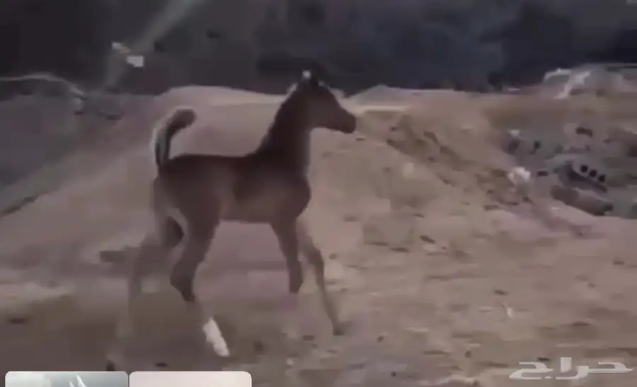 فرس واهو طيبة معها مهر طيب 4