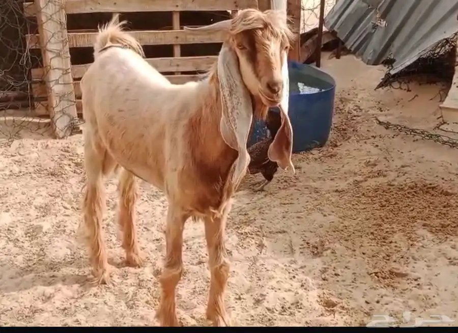 جذع عارضي 0