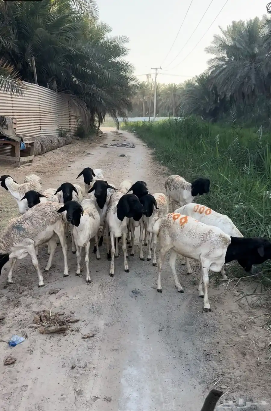 برابر ذبايح 600 1
