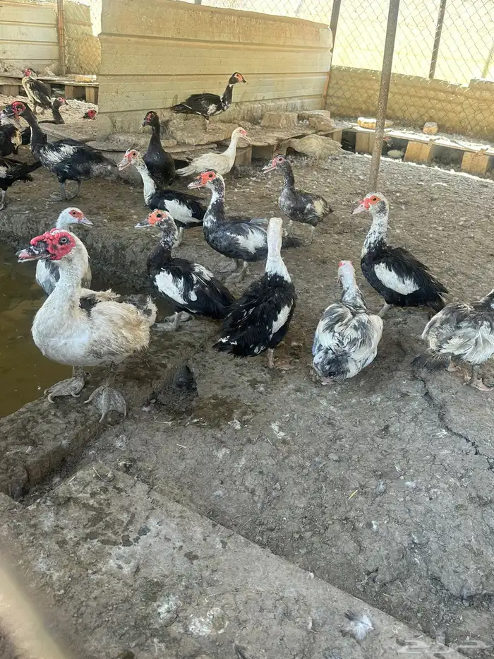 بط شهرمان بالخرج 5