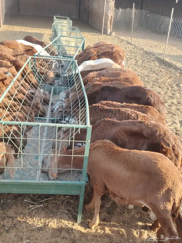 غنم بربري وتيوس أوزان عاليه وسواكن حمري 8