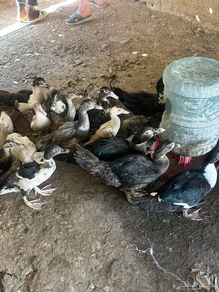 بط شهرمان بالخرج 1
