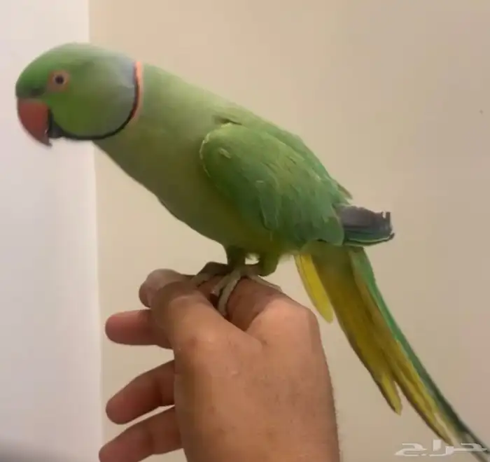 للبيع ببغاء ذكر دره اليف 0
