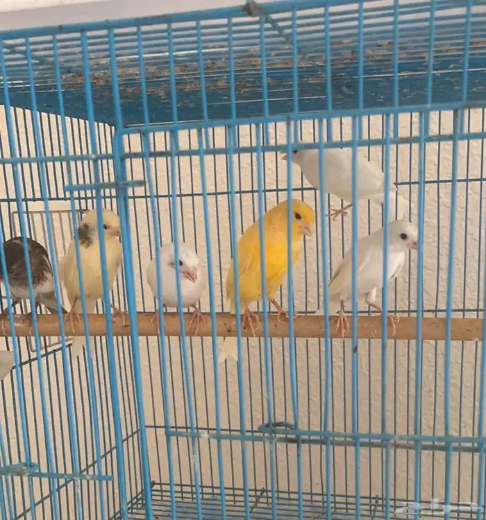 كناري 0