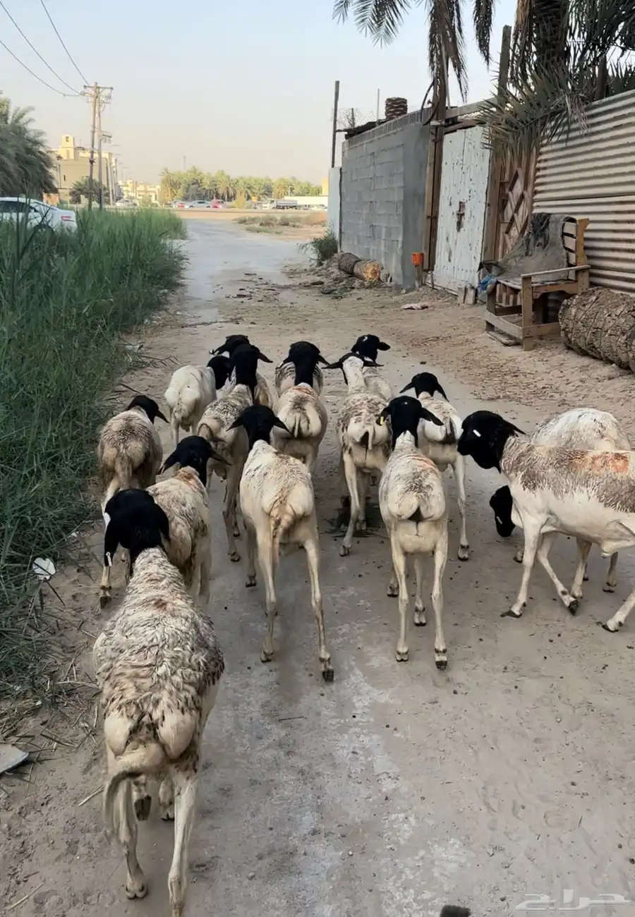 برابر ذبايح 600 0
