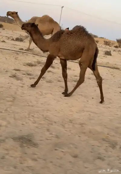 ناقه صفرا خلفه كفو ( تممم البيييع ). 4