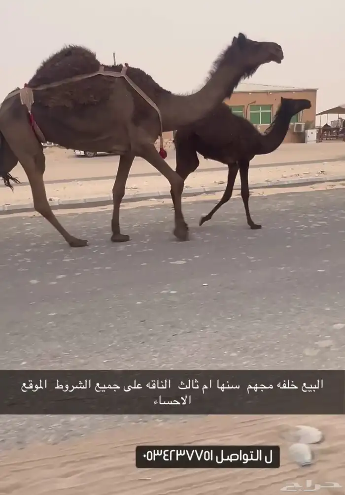 عرض عرض.خلفه سومها 11 1