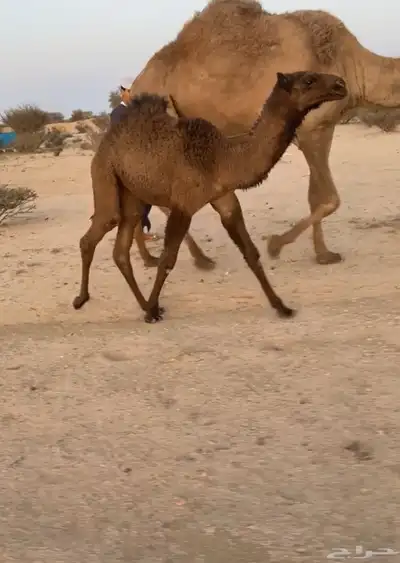 ناقه صفرا خلفه كفو ( تممم البيييع ). 6