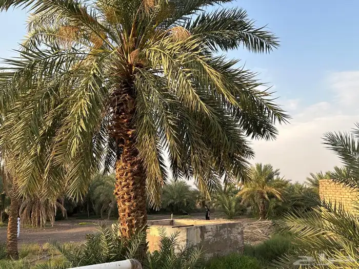 مزرعة للبيع 4