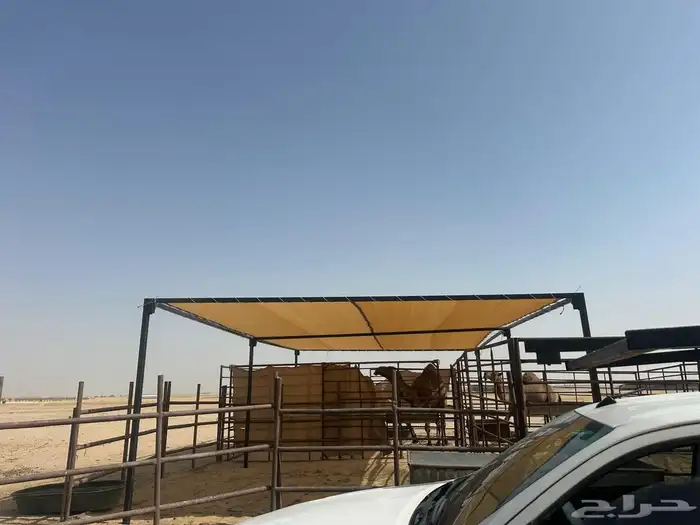 مضلات ابل ومضلات حلال 7
