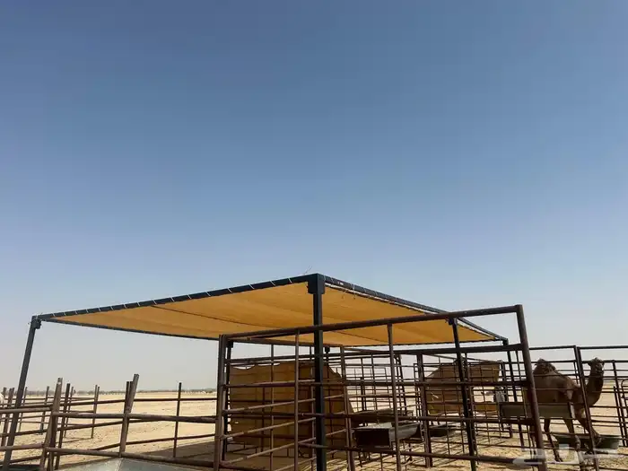 مضلات ابل ومضلات حلال 8