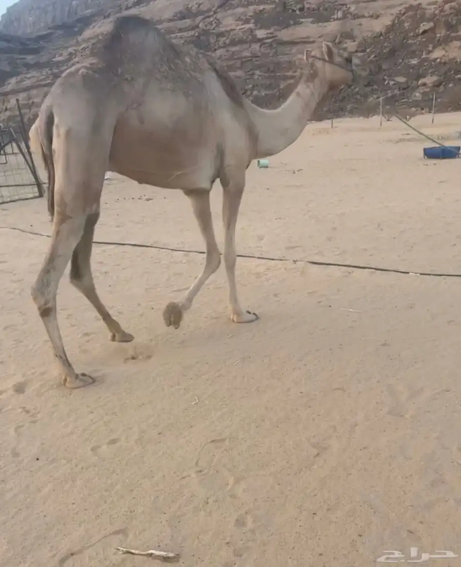 ناقه ذلول رحول للبيع طوع 1