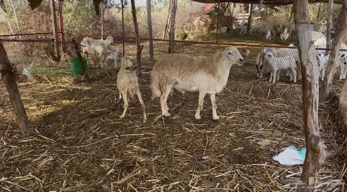 فحل للبيع(تم البيع ) 0