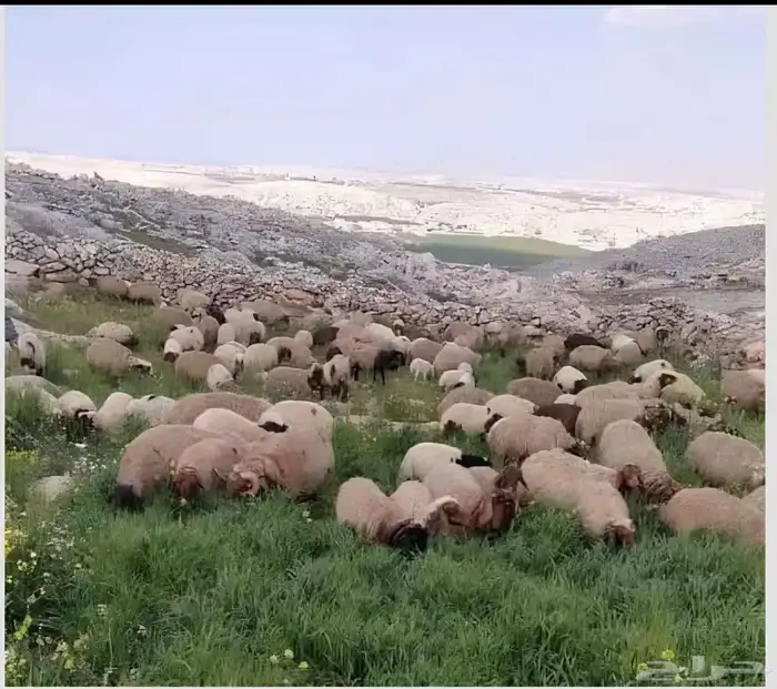 نعيمي هرفي يحبه قلبك 0